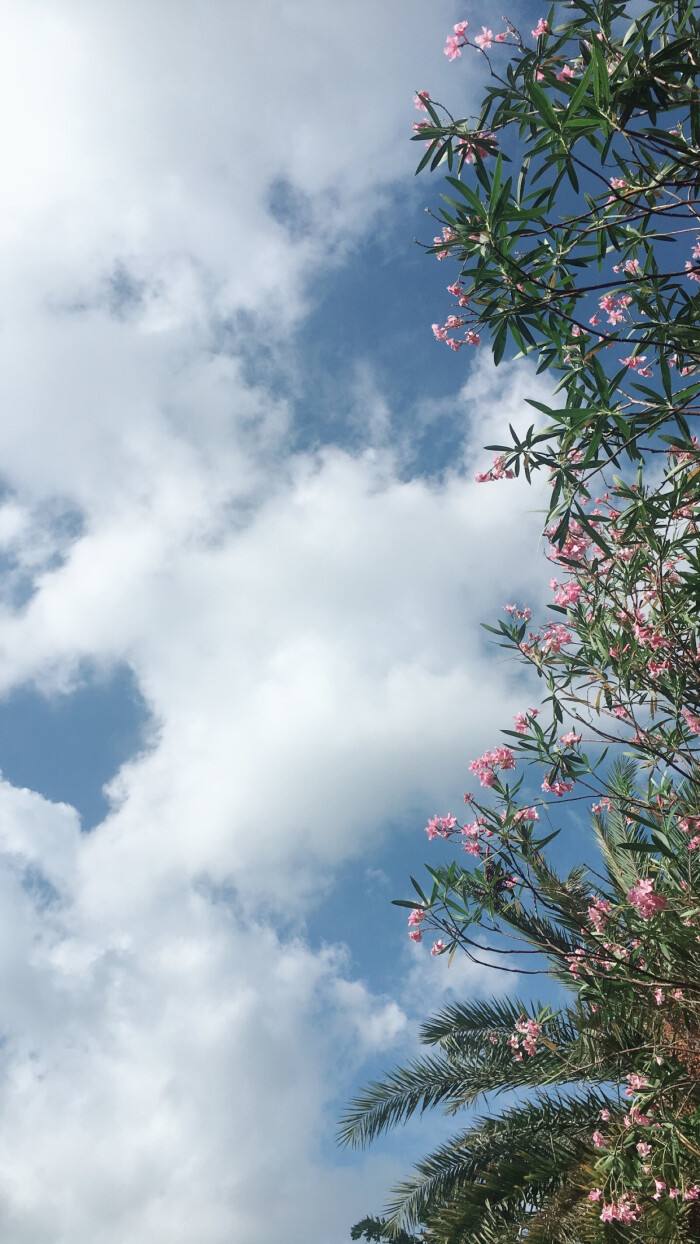 手把手教你種蘆薈，讓你的生活充滿(mǎn)綠意(圖3)